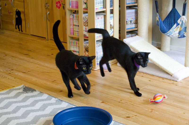 mèo mun ở nekobiyaka